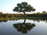 Parque Nacional de Doñana