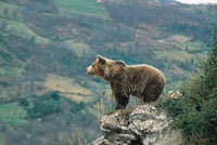 La Senda del Oso