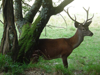 Parque Natural de Laurgain